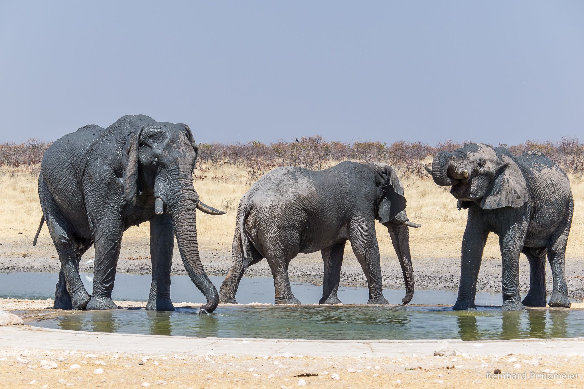 Olifantsrus, Namibia