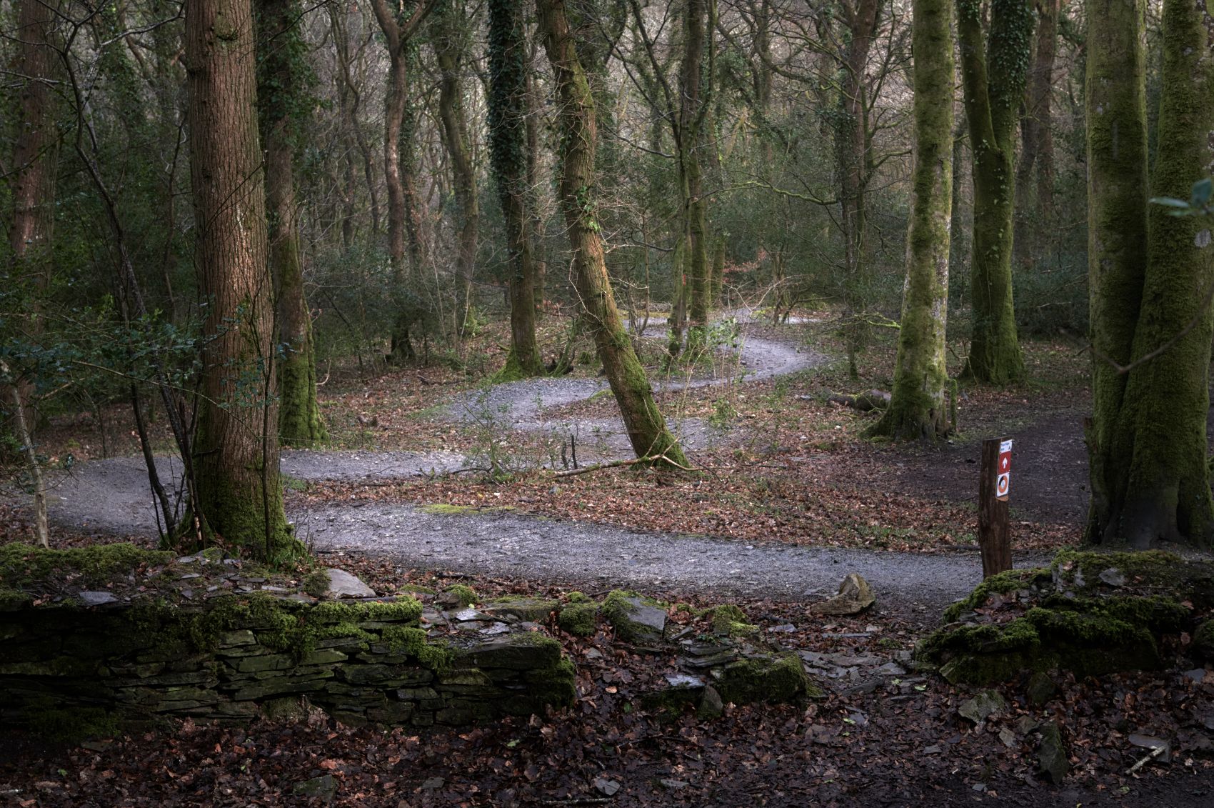 Plymbridge woods, United Kingdom