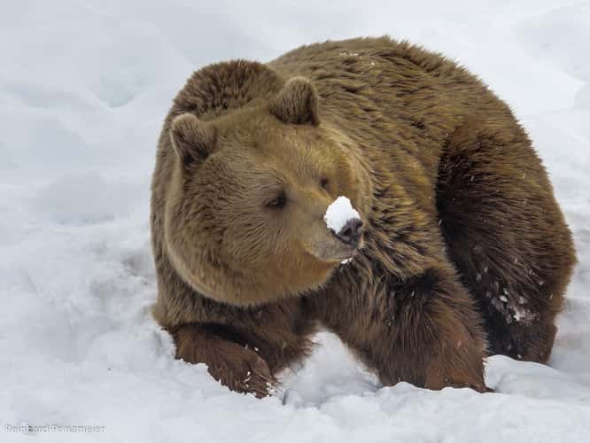 Polar Park