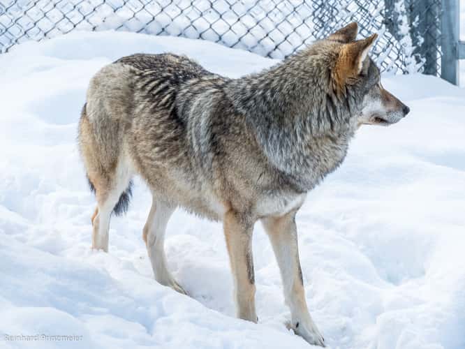 Polar Park