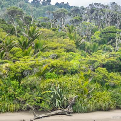 Pororari River Track, New Zealand