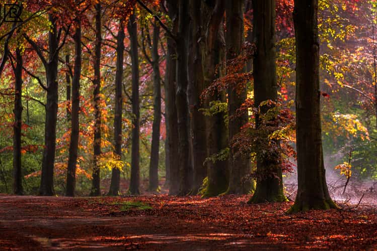 Prattenburgse Bos