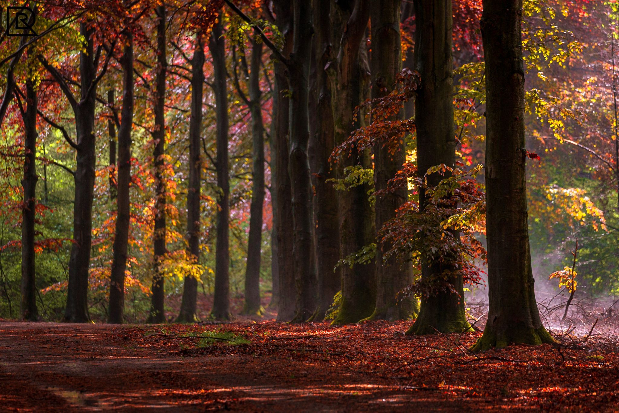 Prattenburgse Bos, Netherlands