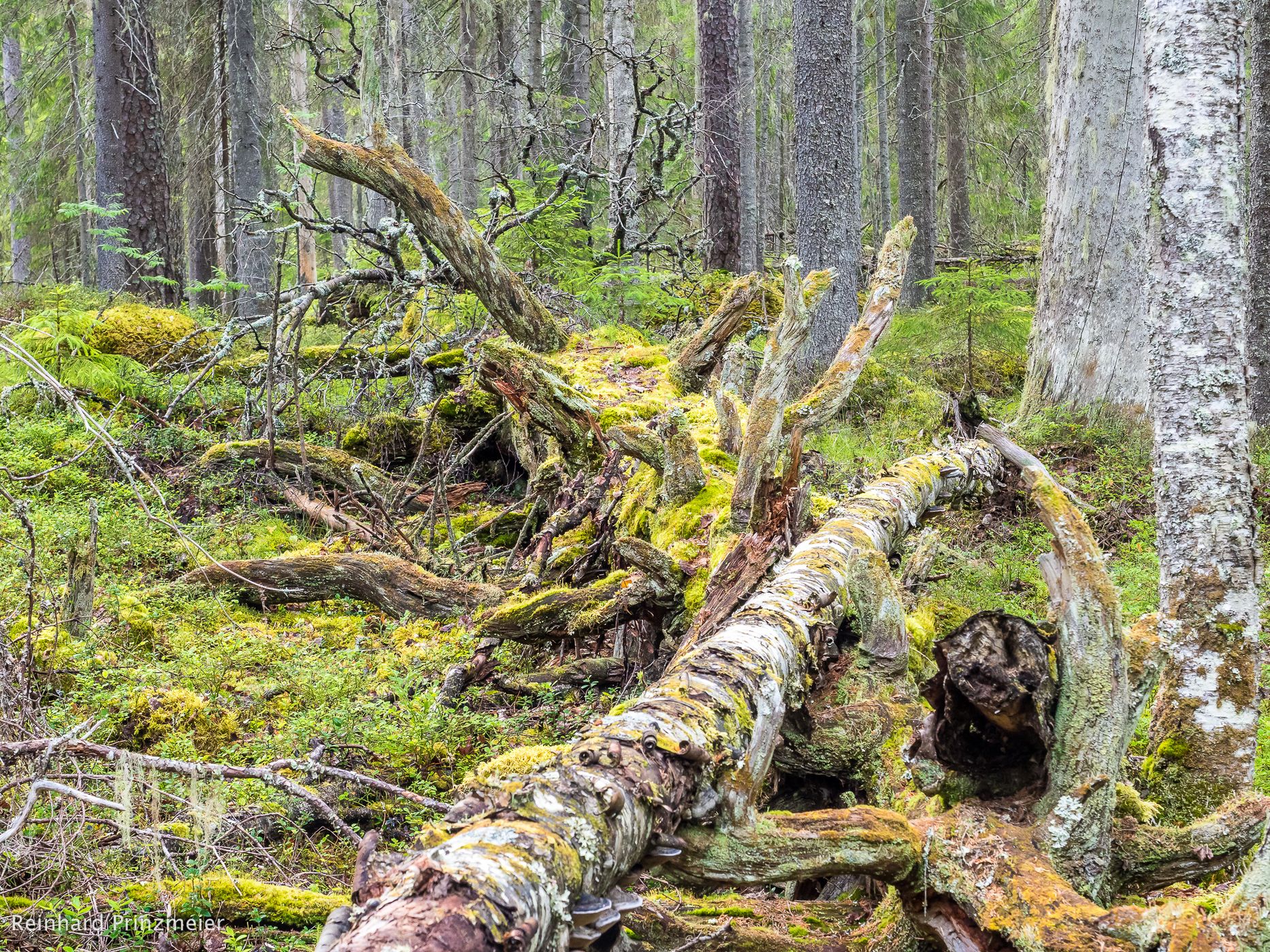 Pyhä-Häkki National Park, Finland