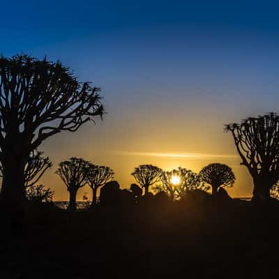 Quivertree Forest Keetmanshop, Namibia