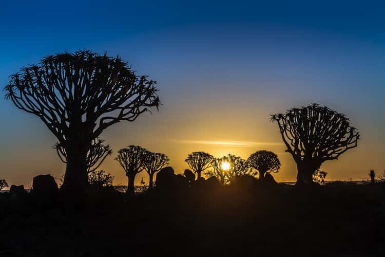 Quivertree Forest Keetmanshop