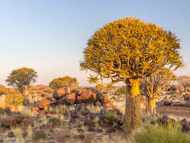 Quivertree Forest
