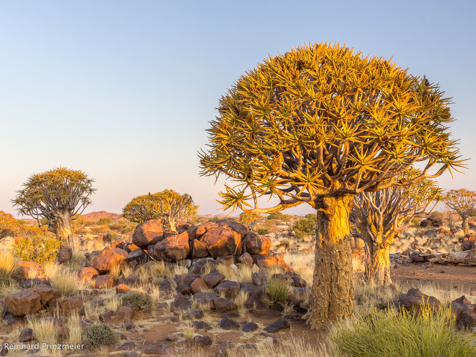 Quivertree Forest, Namibia