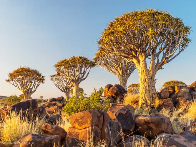 Quivertree Forest