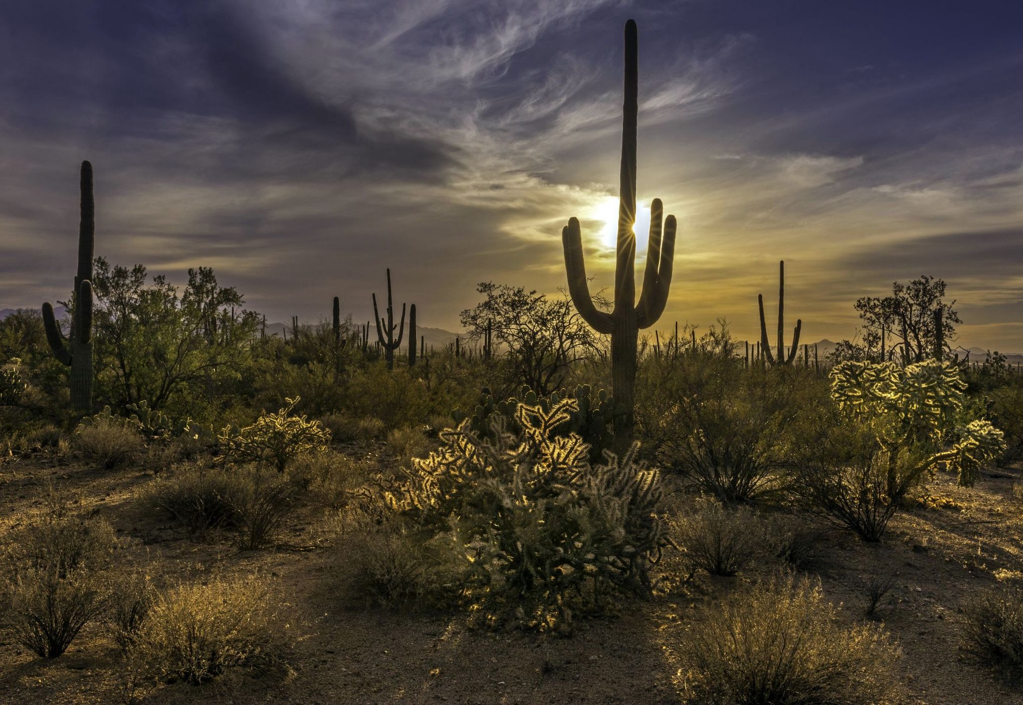 Saguaro National Park, USA