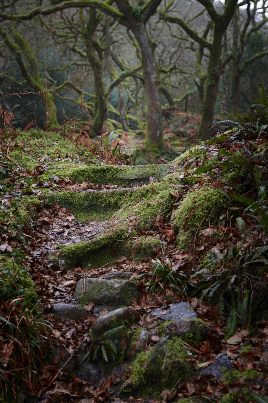Shaugh Prior Bridge, United Kingdom
