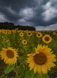 Sunflowers before a storm