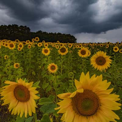 Sunflowers before a storm, Germany