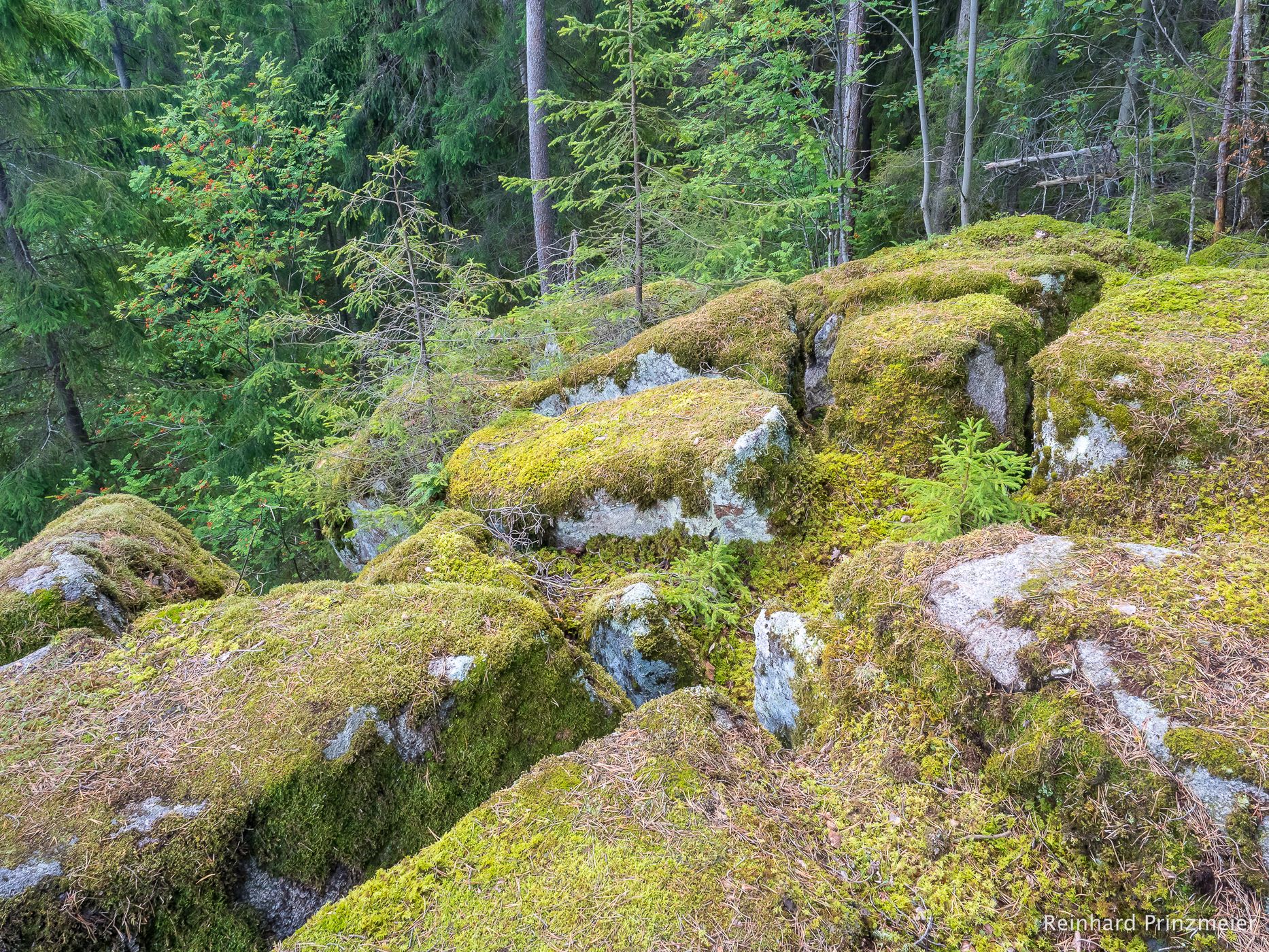 Sveafallen Nature Reserve, Sweden