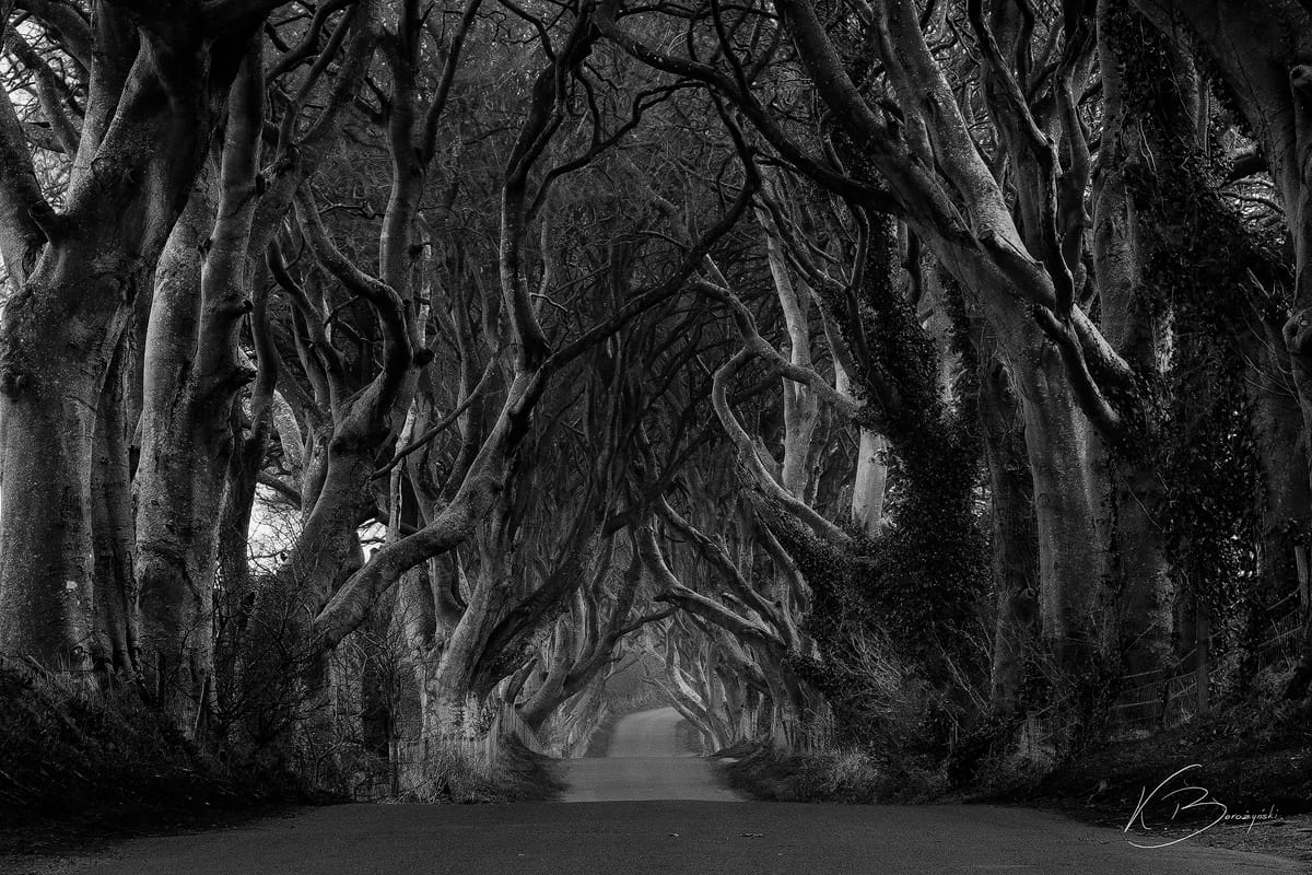 The Dark Hedges (Road), United Kingdom