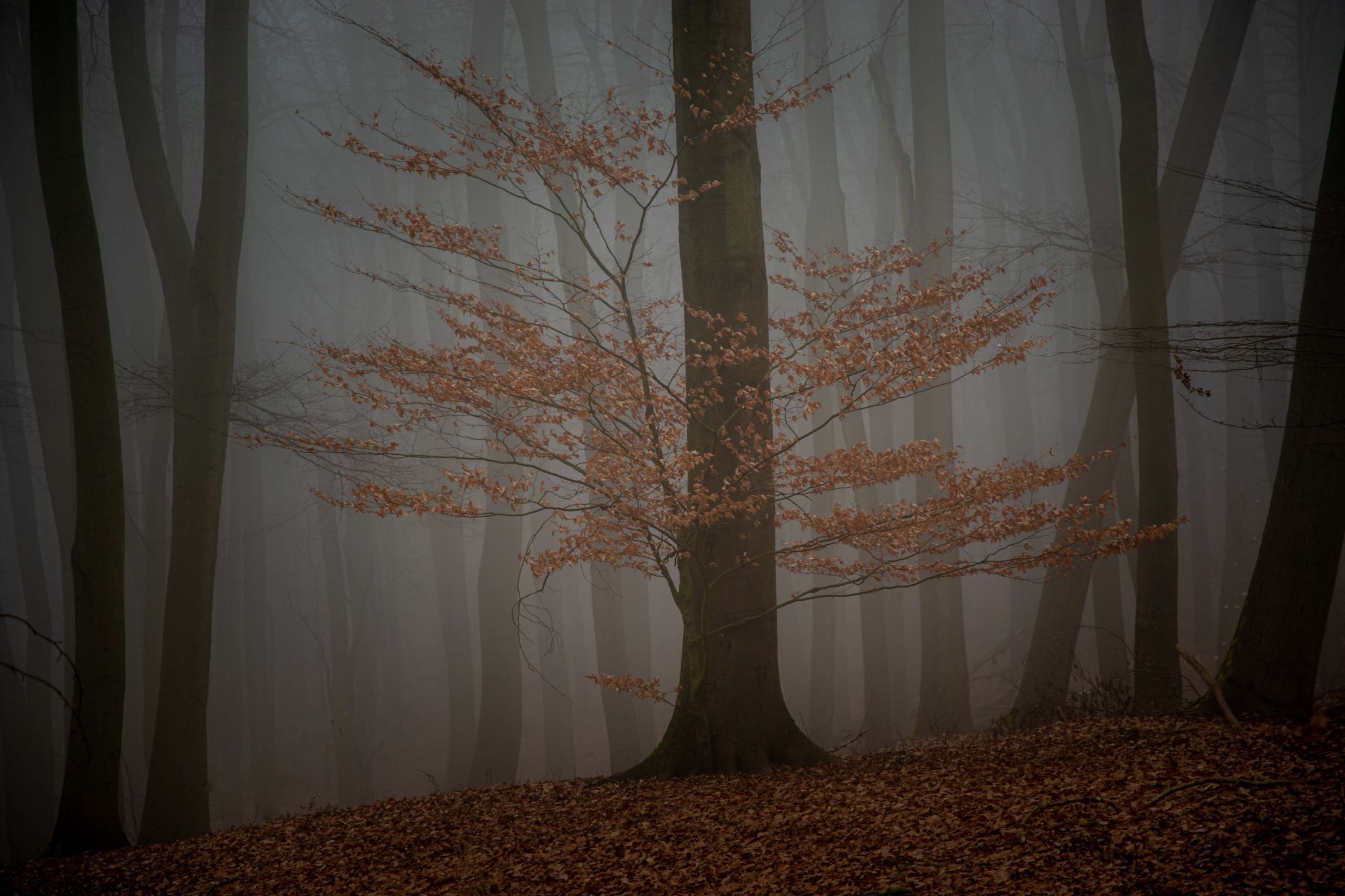 Volkspark, Germany
