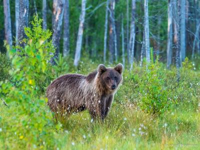 Wild Brown Bear Center Finland
