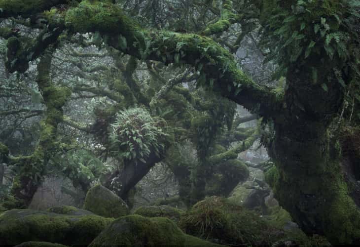 Wistman Woods