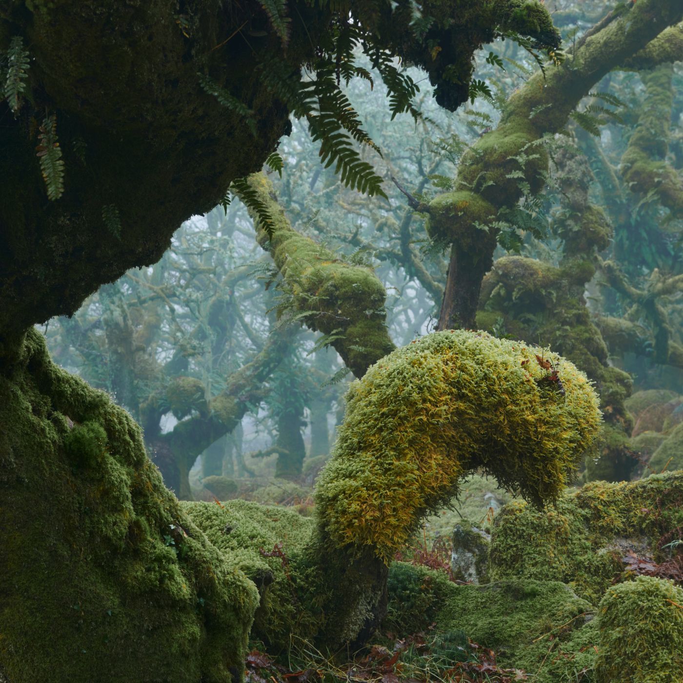 Wistman Woods, United Kingdom