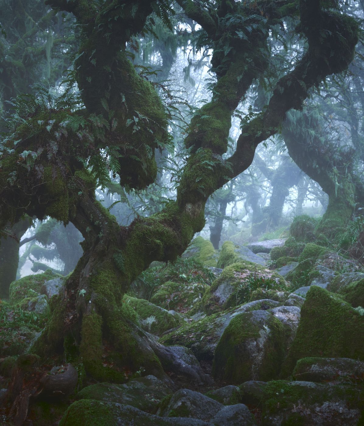 Wistman Woods, United Kingdom