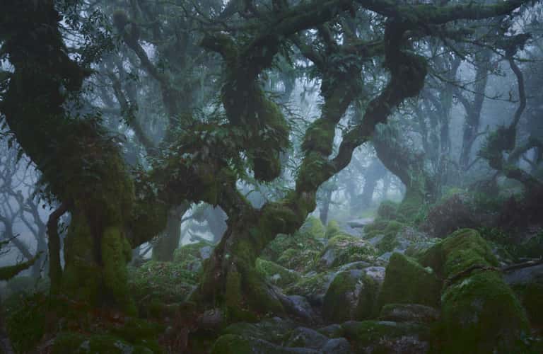 Wistman Woods