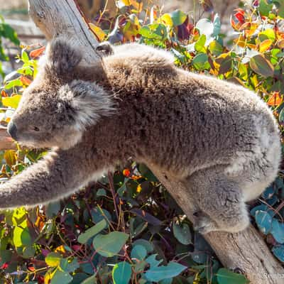 Yanchep National Park, Australia