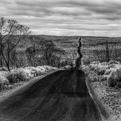 After the fires toward,  Kangaroo Island, South Australia, Australia