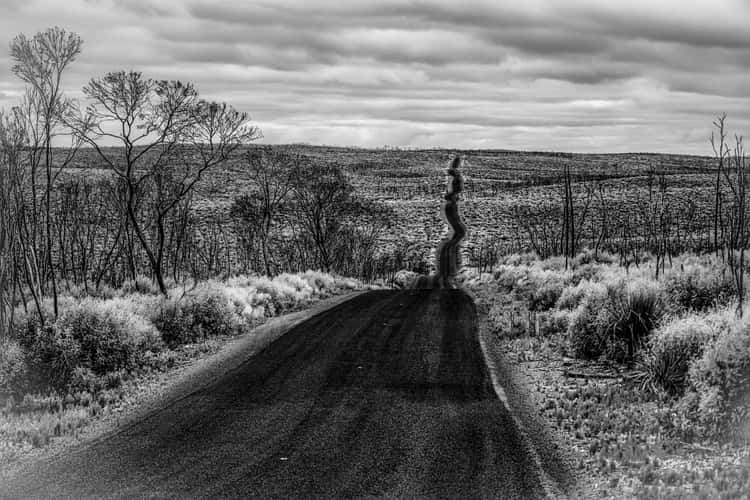 After the fires toward,  Kangaroo Island, South Australia
