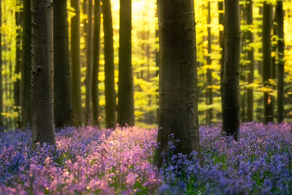5 Tips for photographing Hallerbos