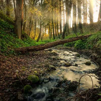 Baerlauch Fields Forever, Germany