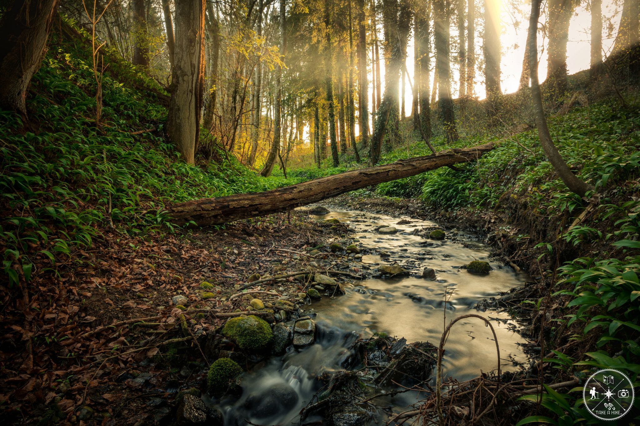 Baerlauch Fields Forever, Germany