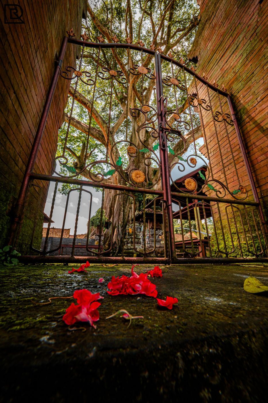 Bayan Ancient Tree, Indonesia