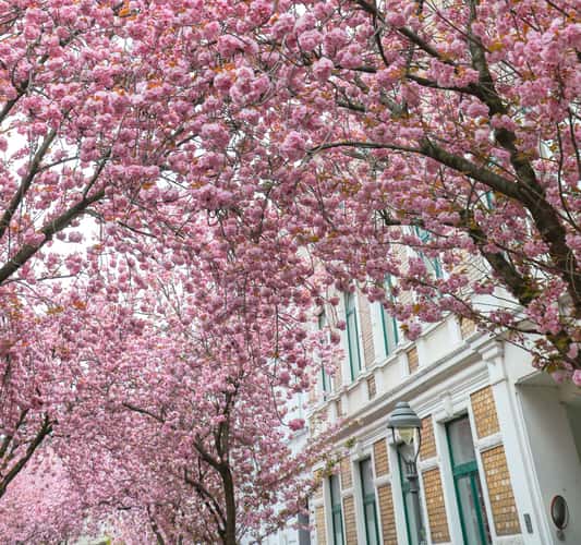 Beginning of cherry tree blooming period, Bonn