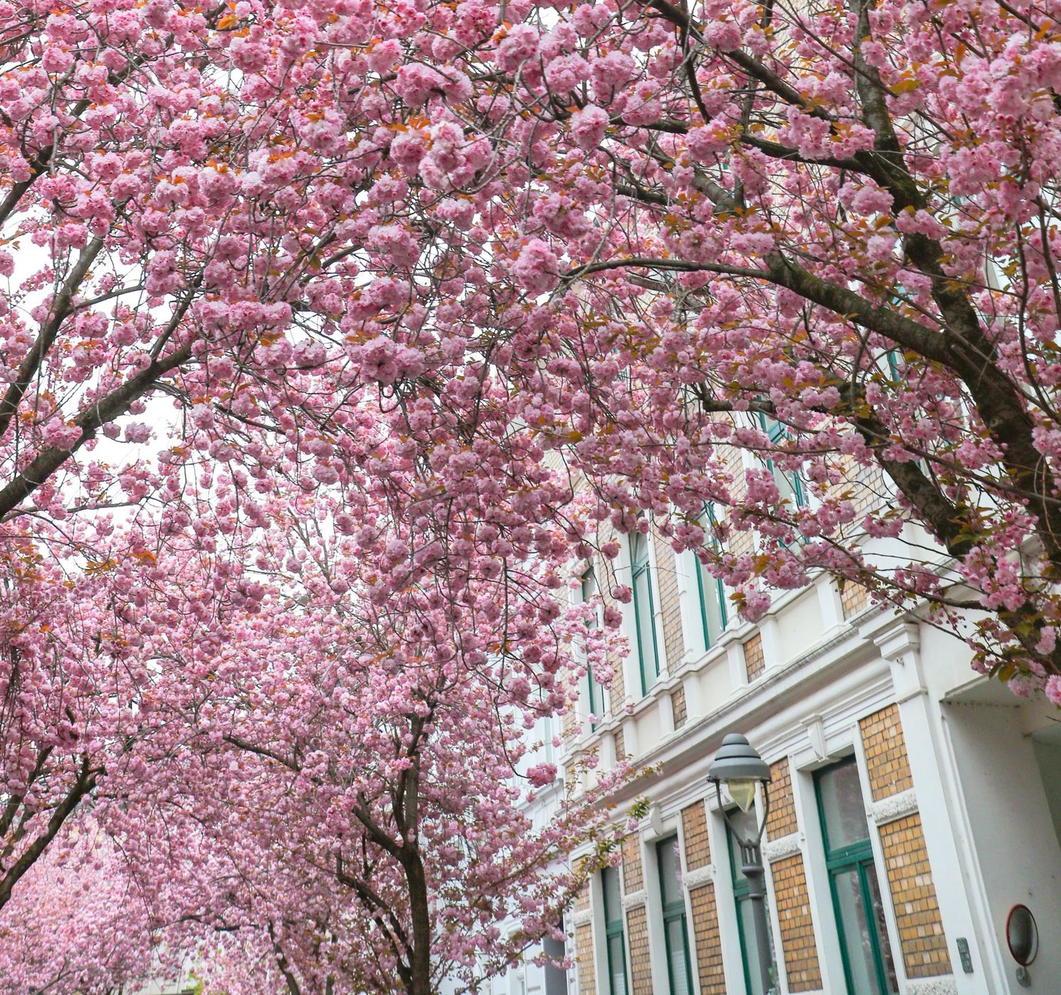 Beginning of cherry tree blooming period, Bonn, Germany