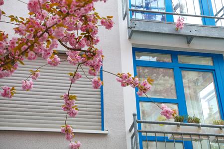 Beginning of cherry tree blooming period, Bonn