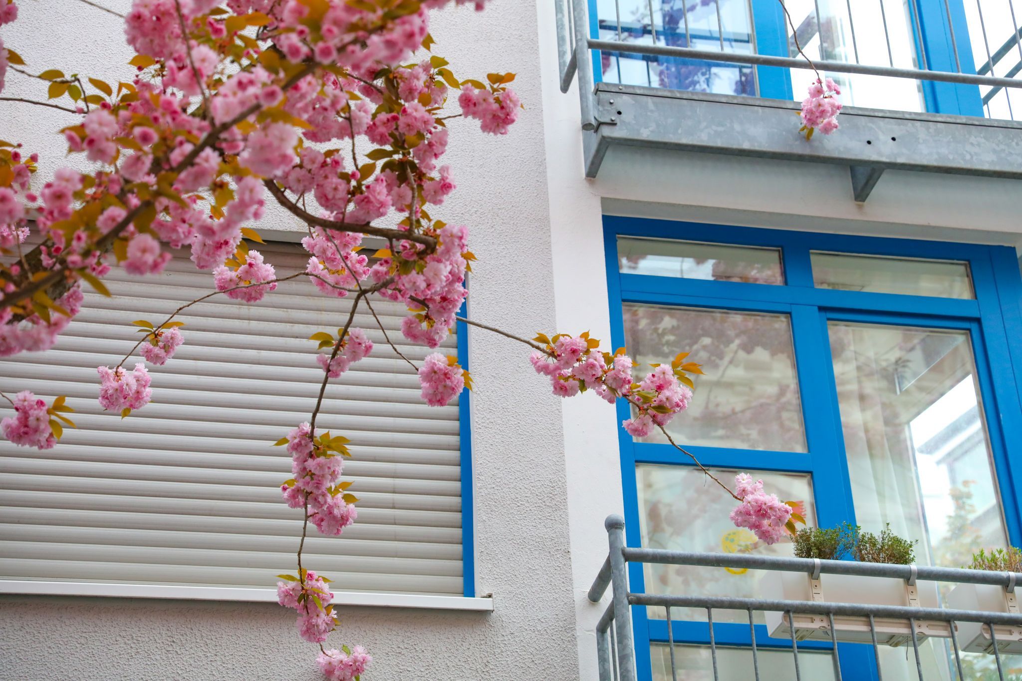 Beginning of cherry tree blooming period, Bonn, Germany