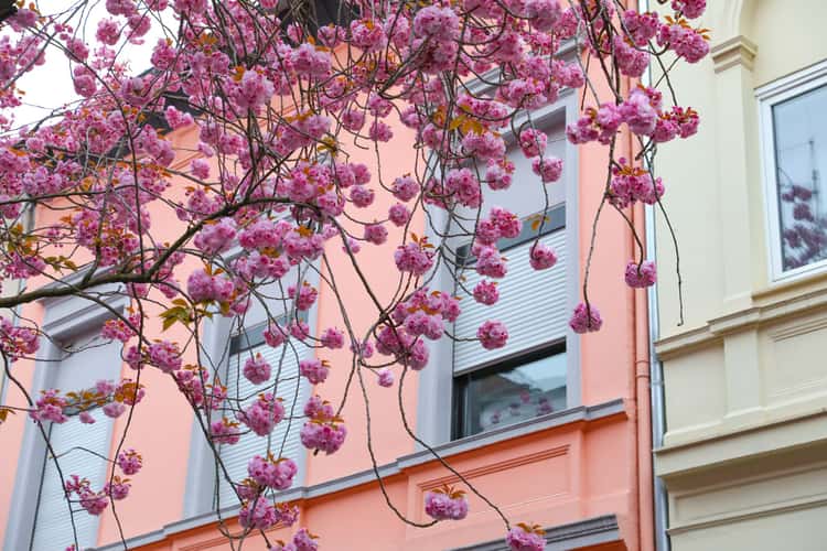 Beginning of cherry tree blooming period, Bonn