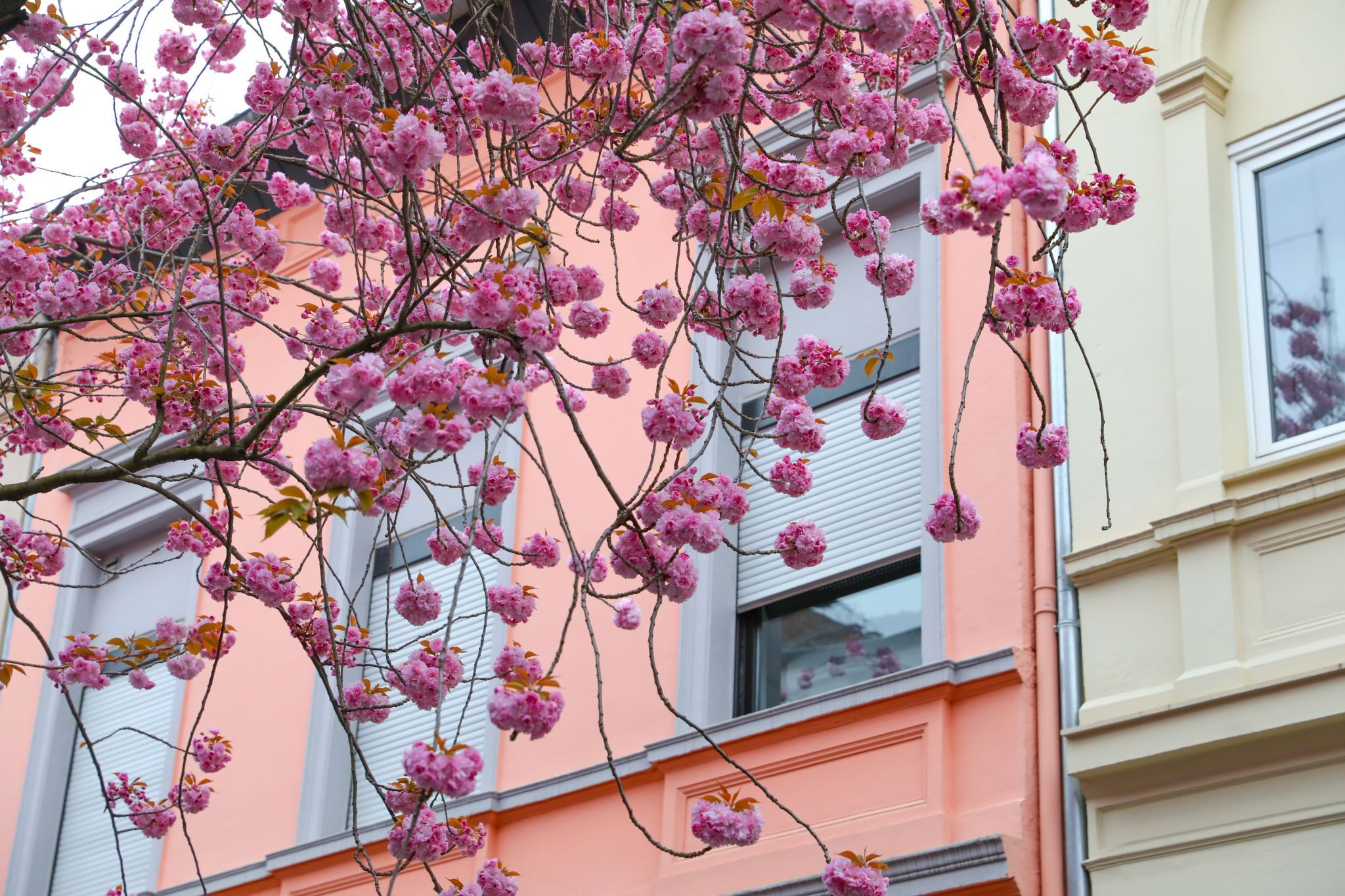 Beginning of cherry tree blooming period, Bonn, Germany