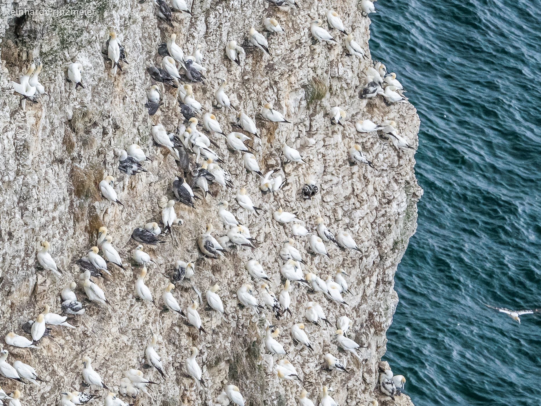 Bempton Cliffs, United Kingdom
