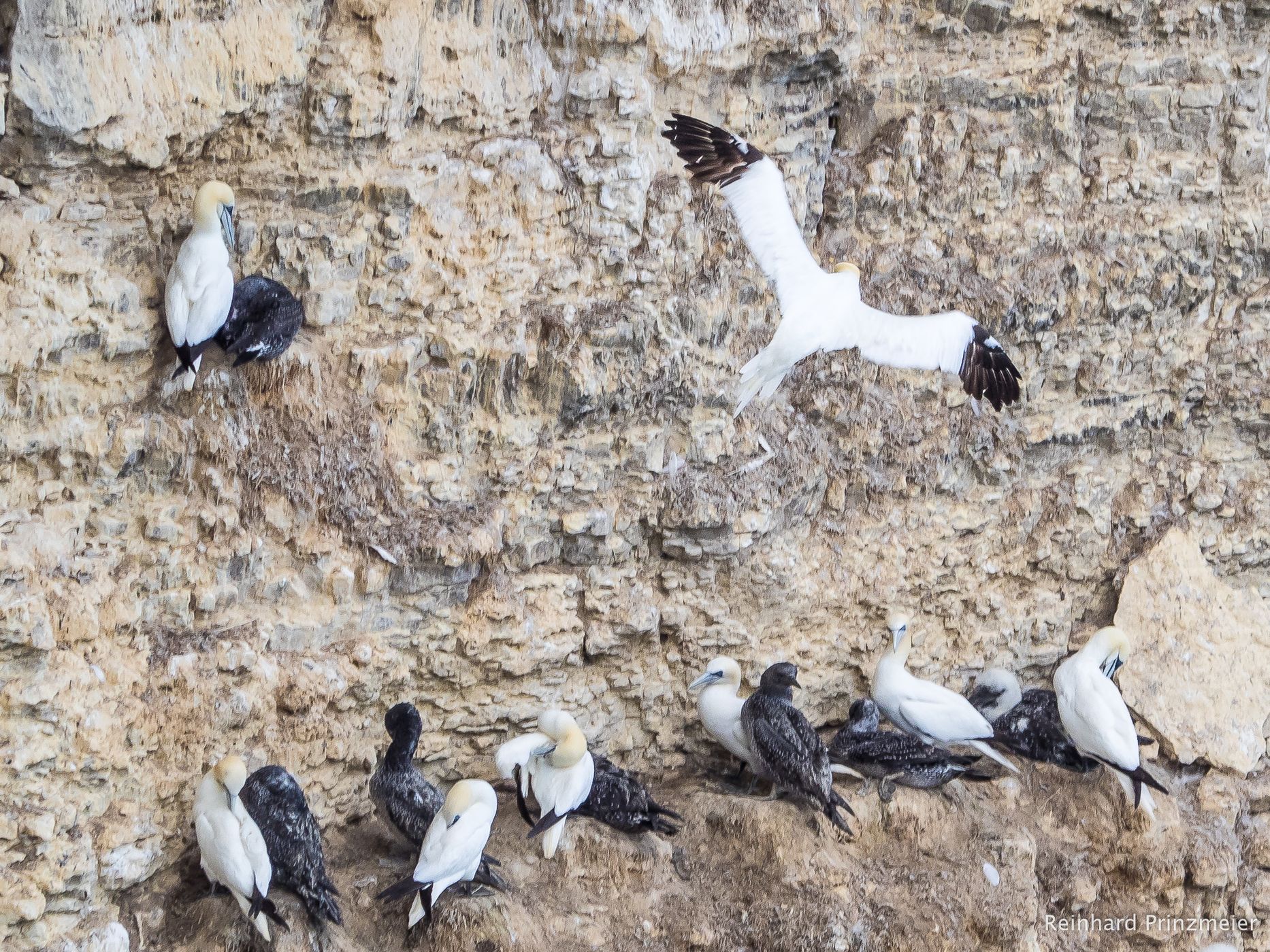 Bempton Cliffs, United Kingdom
