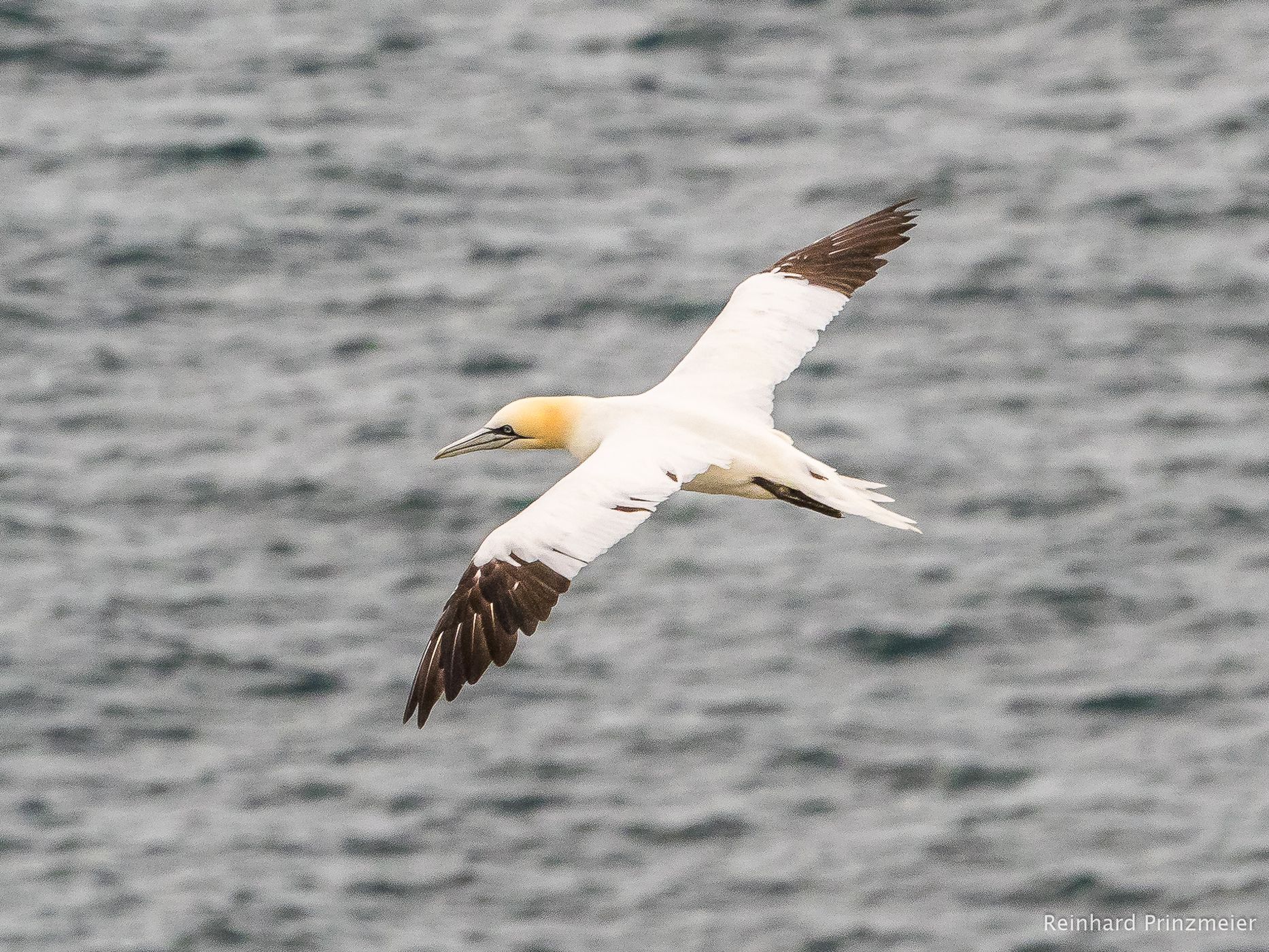 Bempton Cliffs, United Kingdom