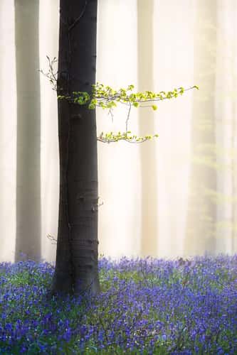 Bluebell forest Hallerbos near Brussels