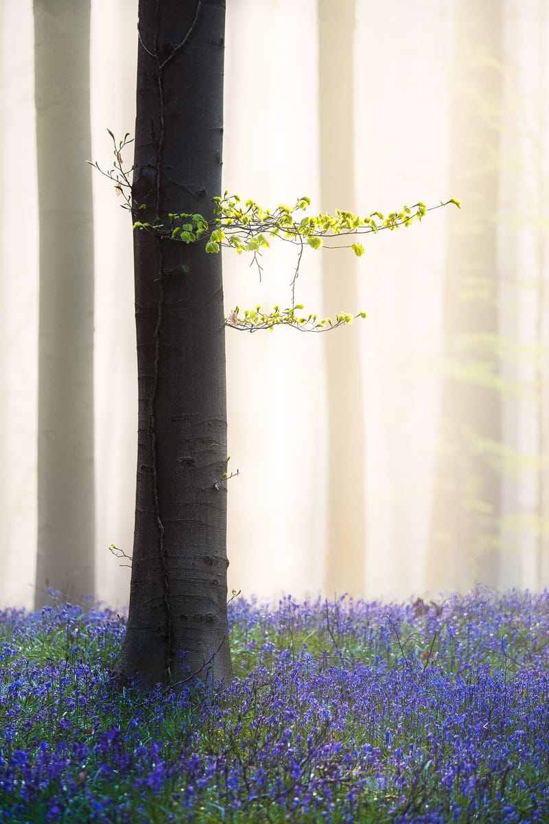 Bluebell forest Hallerbos near Brussels, Belgium