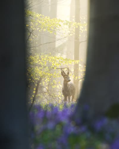 Bluebell forest Hallerbos near Brussels