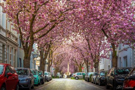 Cherry trees at Heerstreet, Bonn