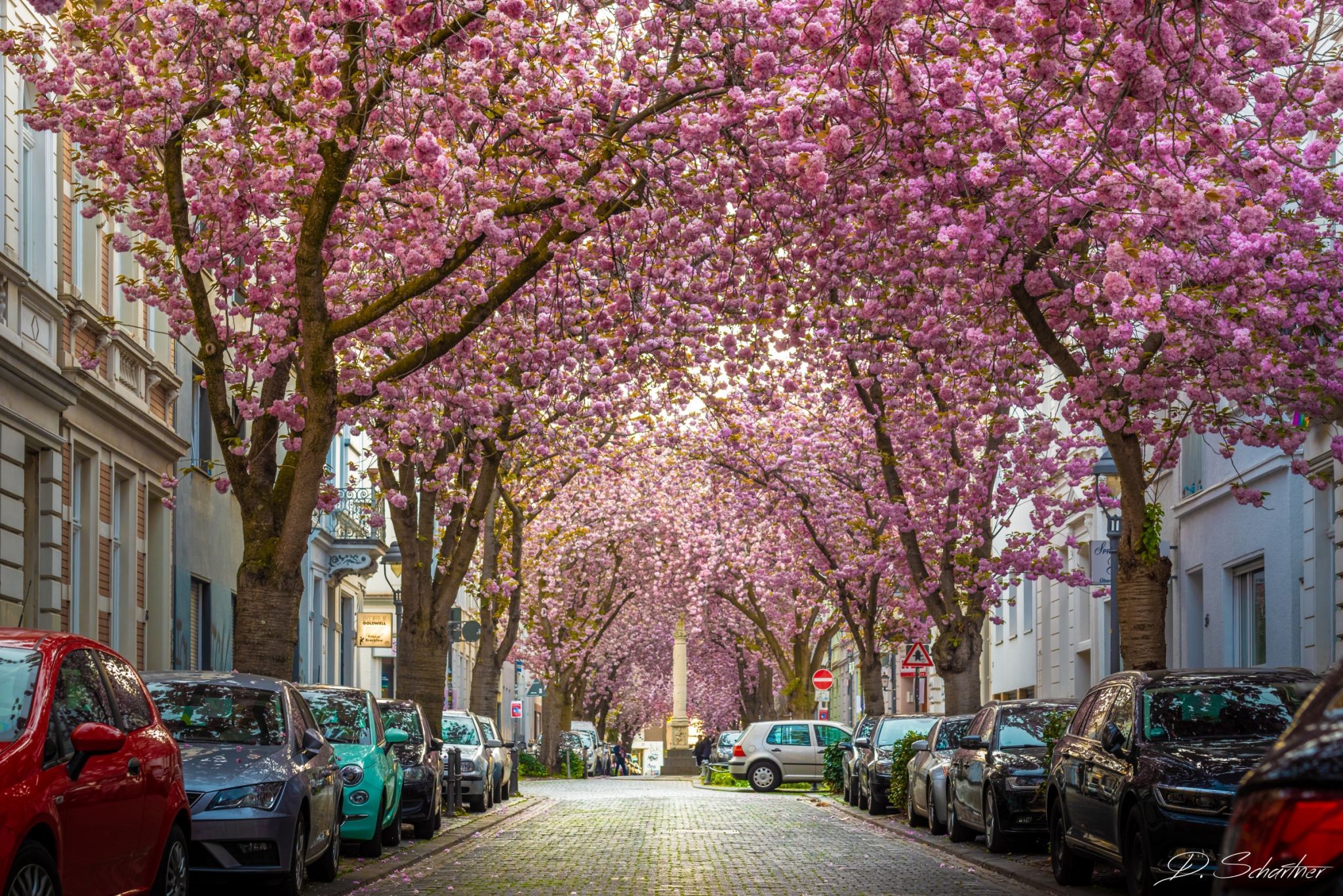 Cherry trees at Heerstreet, Bonn, Germany