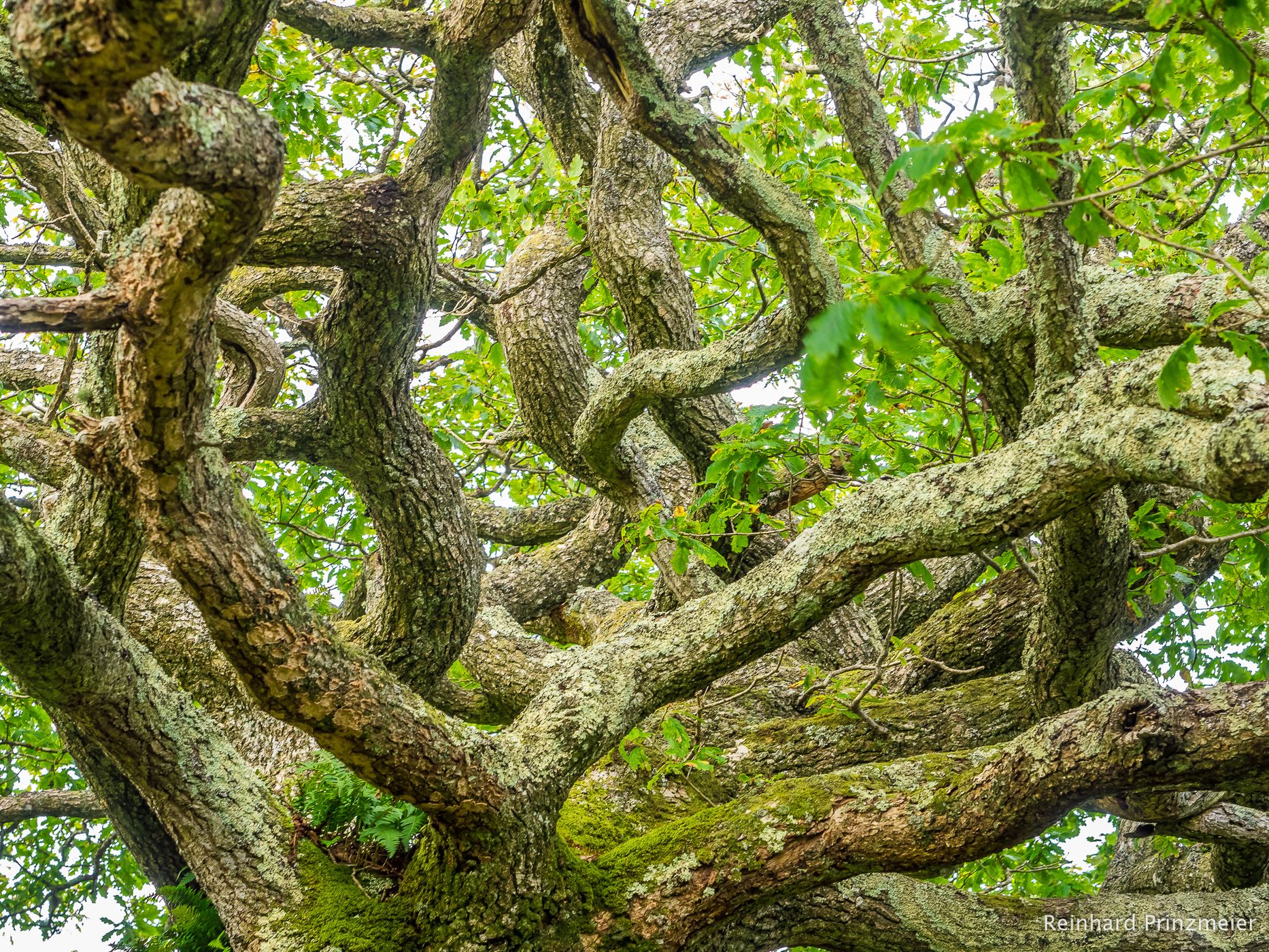 Claonaig Ancient Oak Wood, United Kingdom