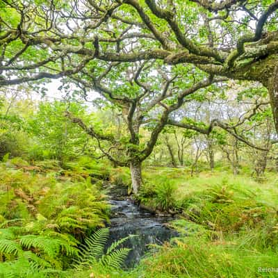 Claonaig Ancient Oak Wood, United Kingdom