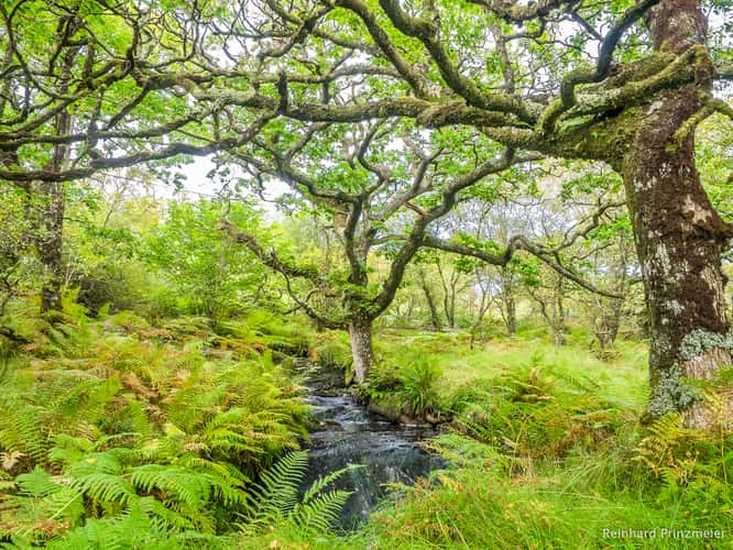Claonaig Ancient Oak Wood