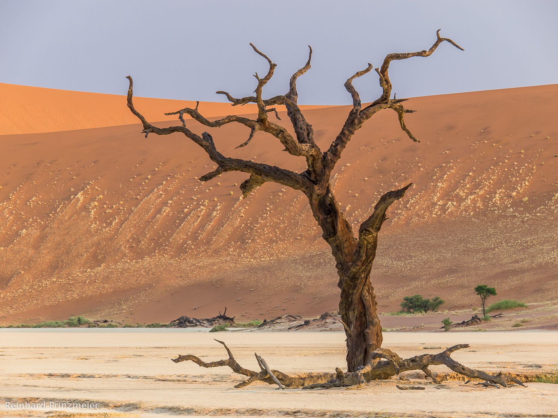 Deadvlei, Sossusvlei, Namibia